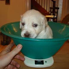 Golden retriever Bamse