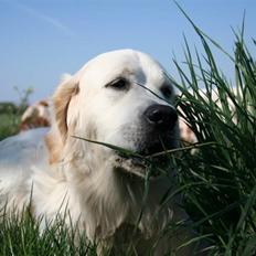Golden retriever Bamse