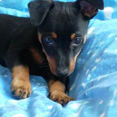 Dvaergpinscher Maxi