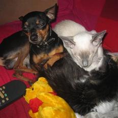 Prazsky krysarik Oskar Himmelhund <3