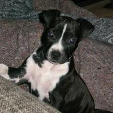 Amerikansk staffordshire terrier BAILY™