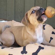 Blanding af racer     Laura Mops/Terrier (død)