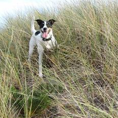 Dansk svensk gaardhund Mille 