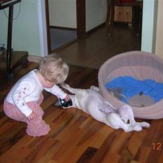 Dansk svensk gaardhund Mille 