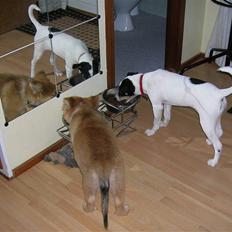 Dansk svensk gaardhund Mille 