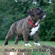 Staffordshire bull terrier Maggie