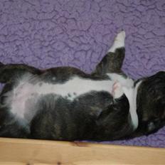 Staffordshire bull terrier Maggie