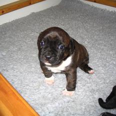 Staffordshire bull terrier Maggie