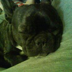 Fransk bulldog ~Chick~