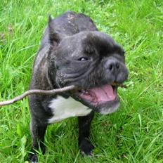 Fransk bulldog ~Chick~
