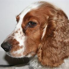 Welsh springer spaniel Debbie <33