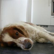 Welsh springer spaniel Debbie <33