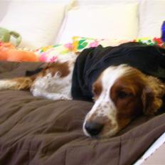 Welsh springer spaniel Debbie <33