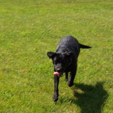 Labrador retriever Nykilde Ashja