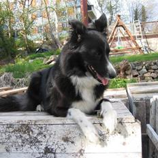 Border collie Chubby