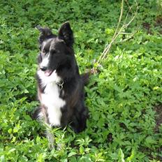 Border collie Chubby