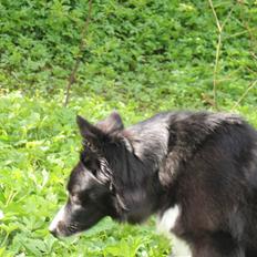 Border collie Chubby