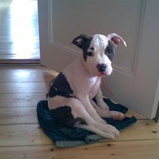 Amerikansk staffordshire terrier Sonja