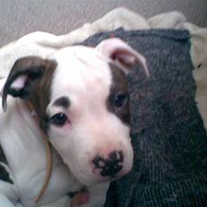 Amerikansk staffordshire terrier Sonja