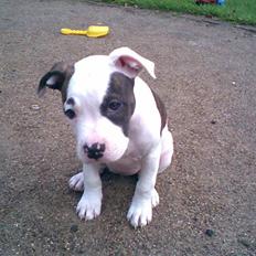 Amerikansk staffordshire terrier Sonja