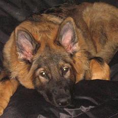 Schæferhund Bayogi´s Master