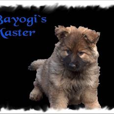 Schæferhund Bayogi´s Master