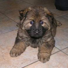 Schæferhund Bayogi´s Master