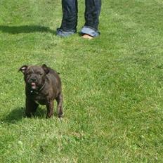 Staffordshire bull terrier Bandit (O:
