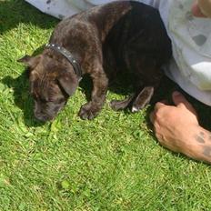Staffordshire bull terrier Bandit (O: