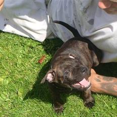 Staffordshire bull terrier Bandit (O: