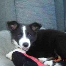 Border collie Collin