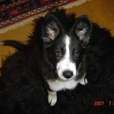 Border collie Collin