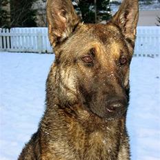 Malinois Ruby River´s Attila