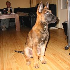 Malinois Ruby River´s Attila