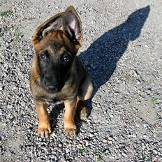 Malinois Ruby River´s Attila