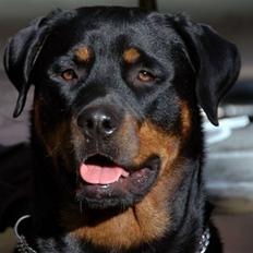 Rottweiler Sostack´s Frida