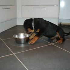Rottweiler Sostack´s Frida