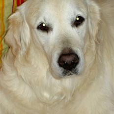 Golden retriever Golden Viva Kevin