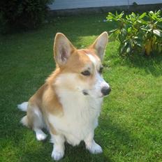 Welsh corgi pembroke Mickey