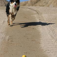 Australian shepherd Homer - Er flyttet :´-(