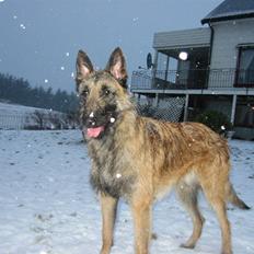 Laekenois Vajert Ricky