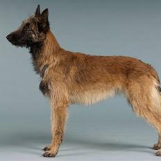 Laekenois Vajert Ricky