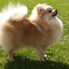 Pomeranian Dolly