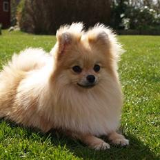 Pomeranian Dolly