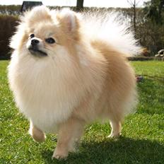 Pomeranian Dolly