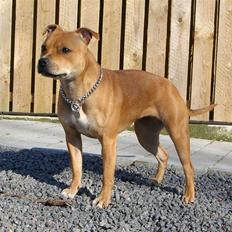 Staffordshire bull terrier Aya