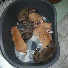 Staffordshire bull terrier Aya