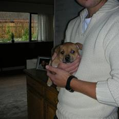 Staffordshire bull terrier Aya