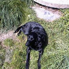 Labrador retriever /blanding Rie<3