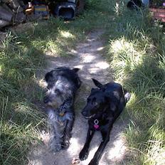 Labrador retriever /blanding Rie<3